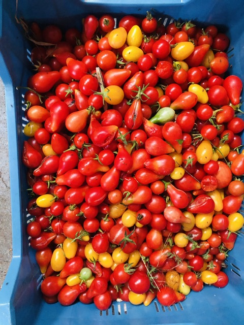 Tomates cerises rouges et jaunes dans un panier