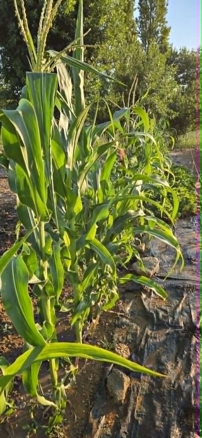 Plant de maïs dans un potager ensoleillé