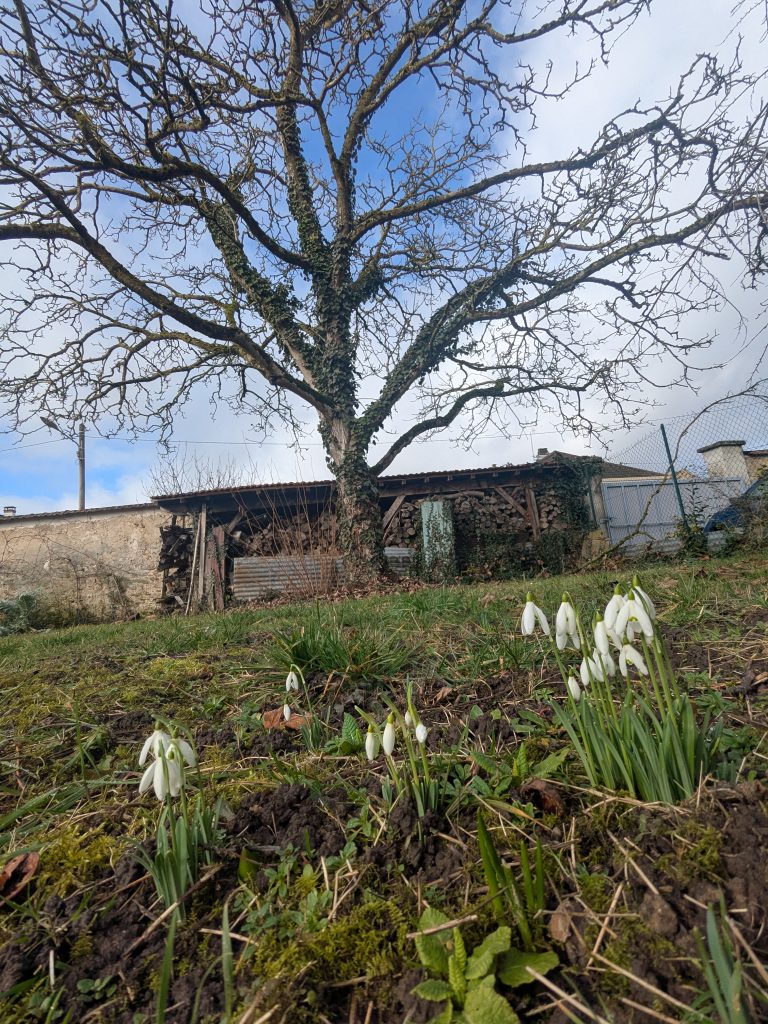 Fleurs de perce-neige sous un arbre nu