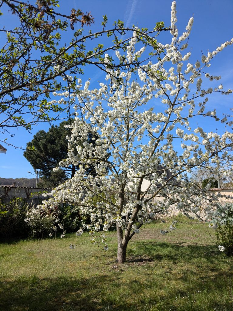 Arbre en fleurs, ciel bleu, jardin verdoyant
