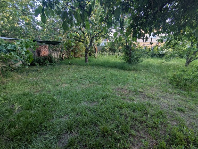 Jardin verdoyant avec arbres et herbe haute