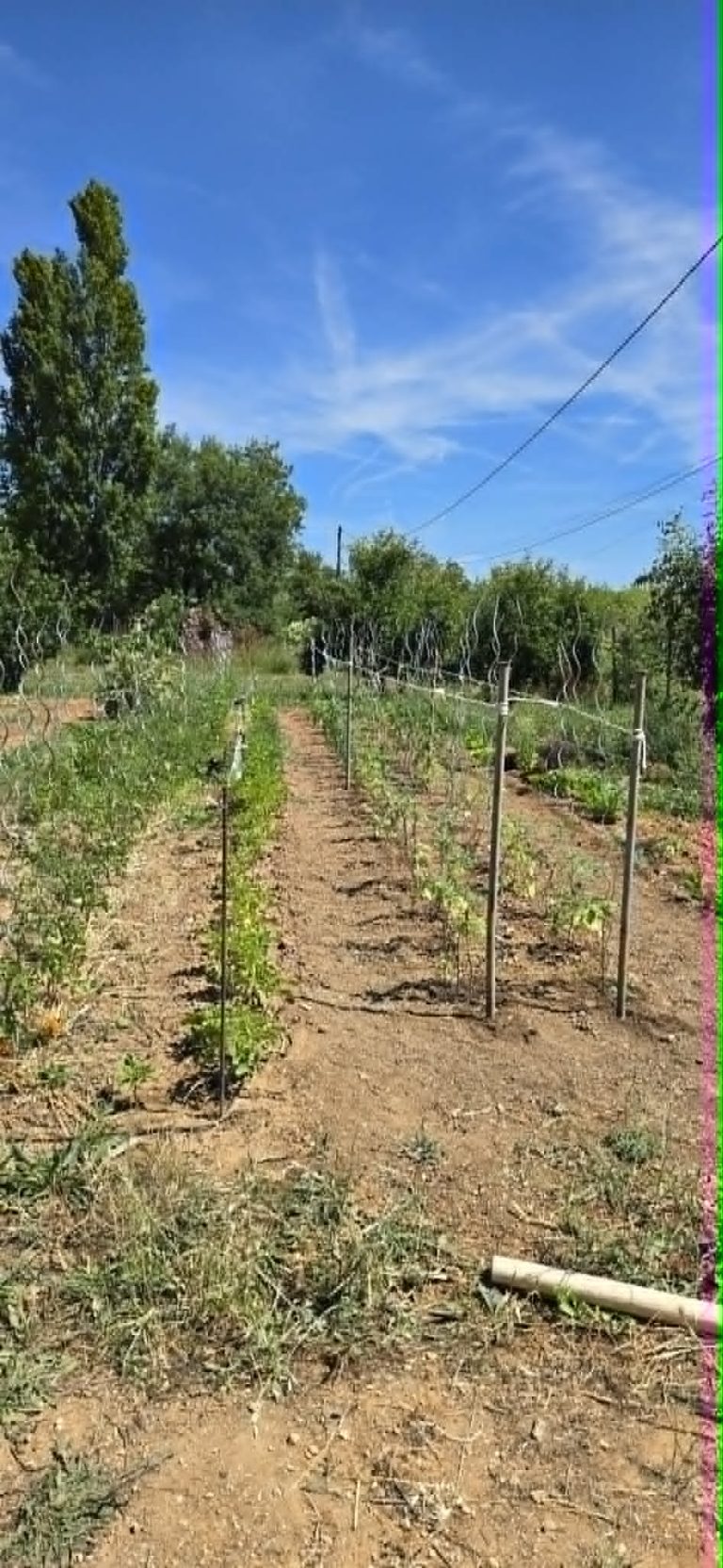 Jardin potager avec lignes de légumes et ciel bleu.