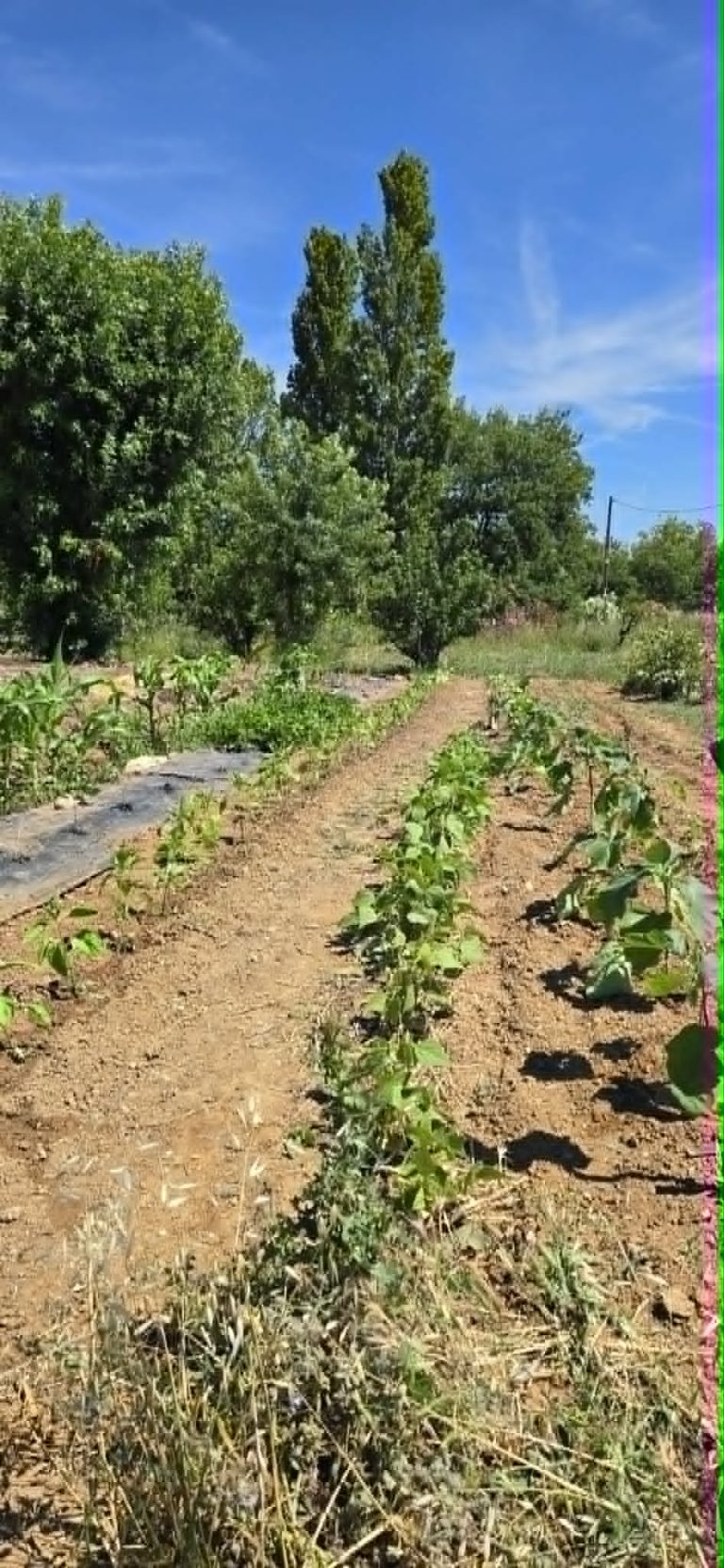 Lignes de cultures dans un jardin ensoleillé.