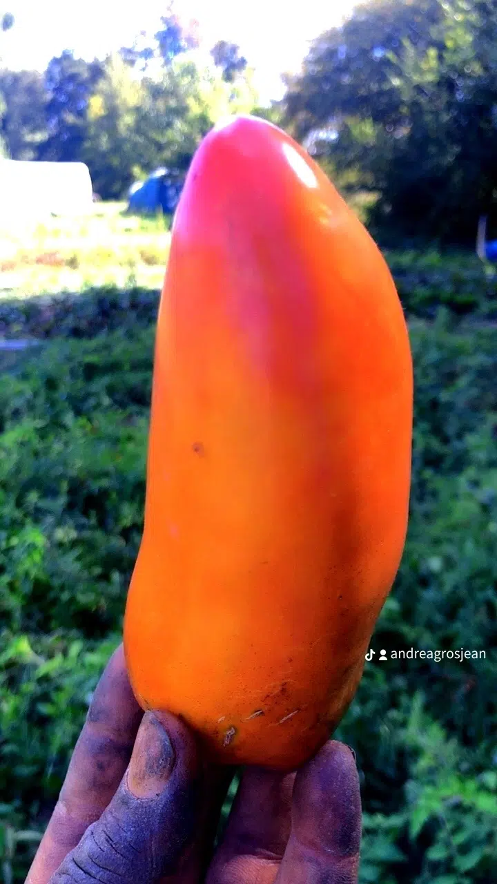Piment orange brillant dans une main sale