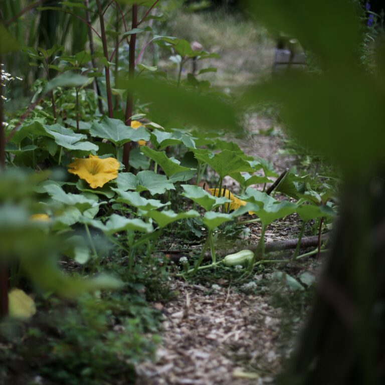 Courge et fleurs jaunes dans un jardin potager
