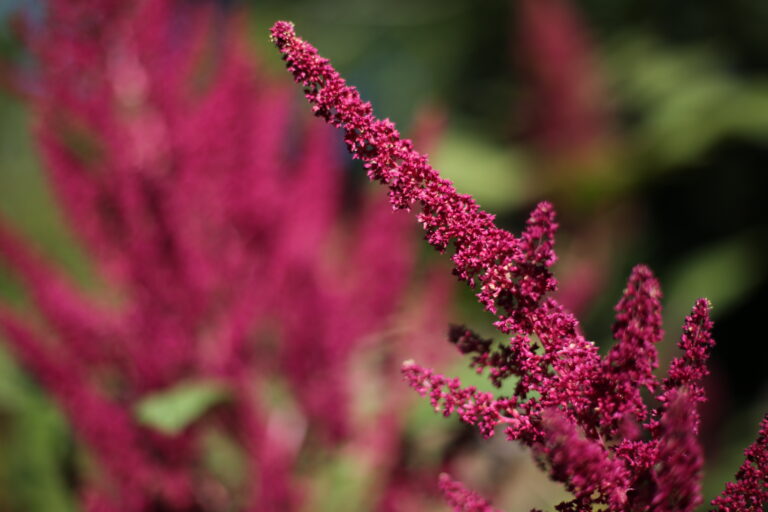 Fleurs violettes en épis dans un jardin
