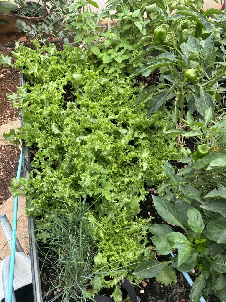 Laitue frisée, poivrons verts, herbes aromatiques.