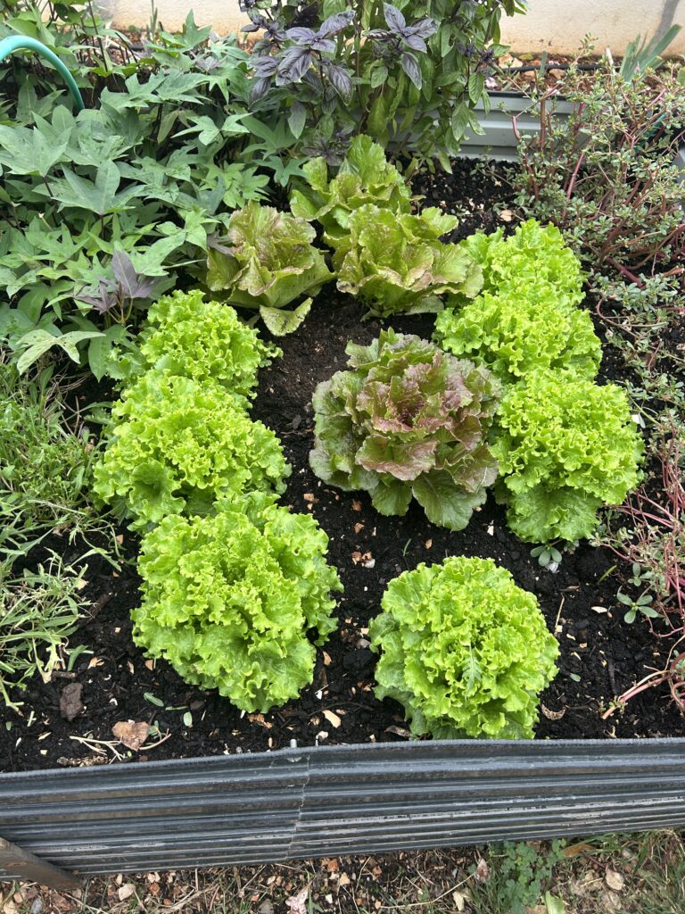Laitues de différentes variétés dans un potager